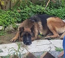 VASCO, Hund, Deutscher Schäferhund in Italien - Bild 30