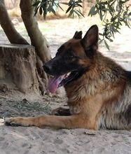 VASCO, Hund, Deutscher Schäferhund in Italien - Bild 4