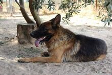 VASCO, Hund, Deutscher Schäferhund in Italien - Bild 5