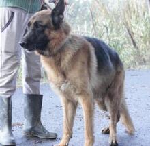 VASCO, Hund, Deutscher Schäferhund in Italien - Bild 8
