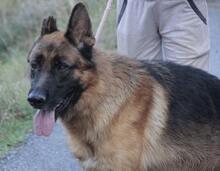 VASCO, Hund, Deutscher Schäferhund in Italien - Bild 9
