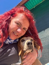 AMADEO, Hund, Magyar Vizsla in Italien - Bild 13