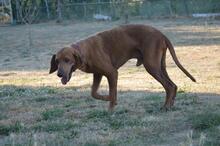 AMADEO, Hund, Magyar Vizsla in Italien - Bild 2