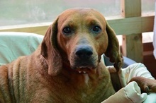 AMADEO, Hund, Magyar Vizsla in Italien - Bild 4