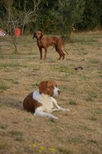 AMADEO, Hund, Magyar Vizsla in Italien - Bild 9