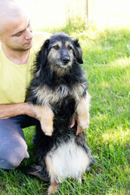 CINDERELLA, Hund, Mischlingshund in Kroatien - Bild 1