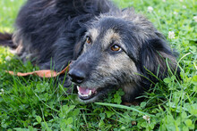 CINDERELLA, Hund, Mischlingshund in Kroatien - Bild 3