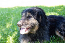 CINDERELLA, Hund, Mischlingshund in Kroatien - Bild 4