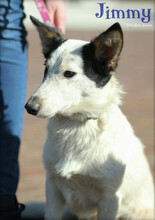 JIMMY, Hund, Mischlingshund in Slowakische Republik - Bild 3