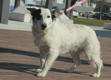 JIMMY, Hund, Mischlingshund in Slowakische Republik - Bild 4