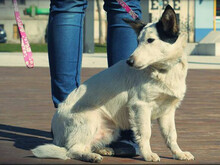 JIMMY, Hund, Mischlingshund in Slowakische Republik - Bild 6
