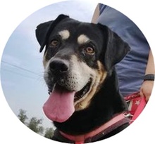 ZOZI, Hund, Mischlingshund in Ungarn - Bild 1