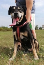 ZOZI, Hund, Mischlingshund in Ungarn - Bild 2