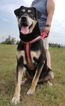 ZOZI, Hund, Mischlingshund in Ungarn - Bild 5