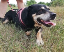 ZOZI, Hund, Mischlingshund in Ungarn - Bild 6