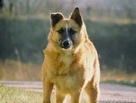 SKOKY, Hund, Belgischer Schäferhund-Mix in Kroatien - Bild 1