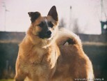 SKOKY, Hund, Belgischer Schäferhund-Mix in Kroatien - Bild 6