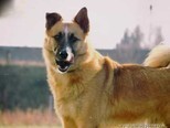 SKOKY, Hund, Belgischer Schäferhund-Mix in Kroatien - Bild 7