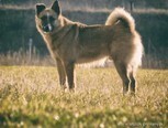 SKOKY, Hund, Belgischer Schäferhund-Mix in Kroatien - Bild 8
