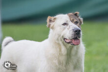 ALAYA, Hund, Mischlingshund in Leuchtenberg - Bild 1