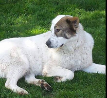 ALAYA, Hund, Mischlingshund in Leuchtenberg - Bild 11