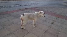 ALAYA, Hund, Mischlingshund in Leuchtenberg - Bild 12
