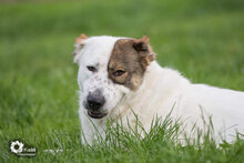 ALAYA, Hund, Mischlingshund in Leuchtenberg - Bild 5