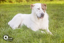 ALAYA, Hund, Mischlingshund in Leuchtenberg - Bild 7
