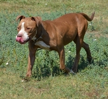 HERMES, Hund, Pit Bull Terrier in Griechenland - Bild 10