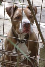 HERMES, Hund, Pit Bull Terrier in Griechenland - Bild 25