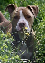 HERMES, Hund, Pit Bull Terrier in Griechenland - Bild 28
