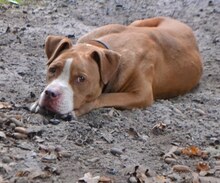 HERMES, Hund, Pit Bull Terrier in Griechenland - Bild 29