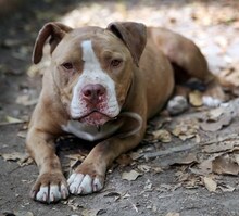 HERMES, Hund, Pit Bull Terrier in Griechenland - Bild 31