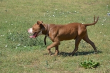 HERMES, Hund, Pit Bull Terrier in Griechenland - Bild 32
