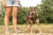 PALOC, Hund, Mischlingshund in Alsdorf - Bild 2