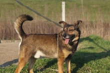PALOC, Hund, Mischlingshund in Alsdorf - Bild 3