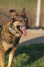 PALOC, Hund, Mischlingshund in Alsdorf - Bild 4