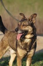 PALOC, Hund, Mischlingshund in Alsdorf - Bild 6