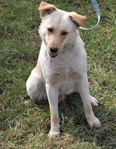 WILSON, Hund, Mischlingshund in Kroatien - Bild 1