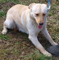 WILSON, Hund, Mischlingshund in Kroatien - Bild 2