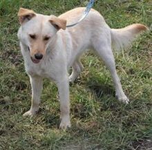WILSON, Hund, Mischlingshund in Kroatien - Bild 3