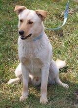WILSON, Hund, Mischlingshund in Kroatien - Bild 4