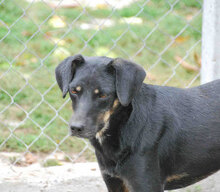 LINA, Hund, Mischlingshund in Bulgarien - Bild 1