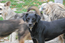 LINA, Hund, Mischlingshund in Bulgarien - Bild 2