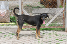 LINA, Hund, Mischlingshund in Bulgarien - Bild 3