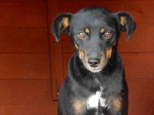 LINA, Hund, Mischlingshund in Bulgarien - Bild 4