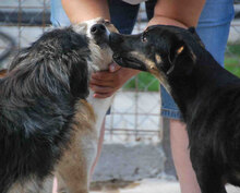 LINA, Hund, Mischlingshund in Bulgarien - Bild 5