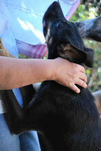 LINA, Hund, Mischlingshund in Bulgarien - Bild 6