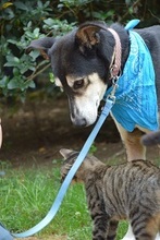 GIMBO, Hund, Mischlingshund in Italien - Bild 1