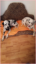 CHIO, Hund, Dalmatiner in Grevenbroich - Bild 3